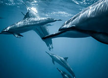 开云官网：引领奢侈品电商新风潮